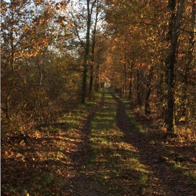 Chemin Chemin